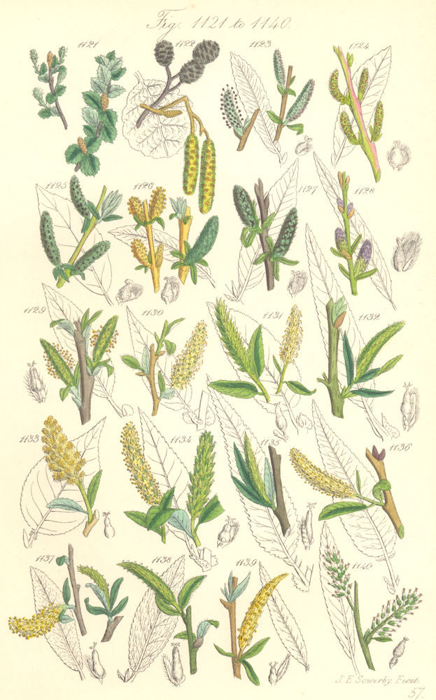 WILD FLOWERS. Birch Alder Willow Osier. SOWERBY 1890 old antique print picture